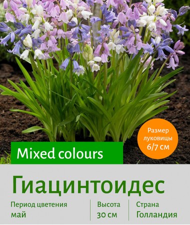  Гиацинтоидес (Hyacinthoides) mixed colours